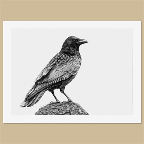 Original Crow Pencil Drawing | FREE UK SHIPPING! — TheThrivingWild