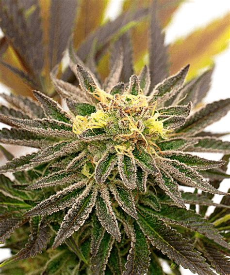 Candyland Peyote Seeds | Free Shipping | Expert Seed Bank