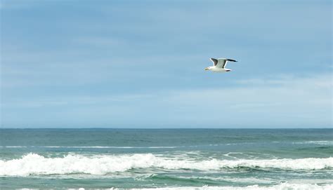 Free Images : beach, sea, coast, water, nature, ocean, bird, shore, seabird, seagull, gull ...