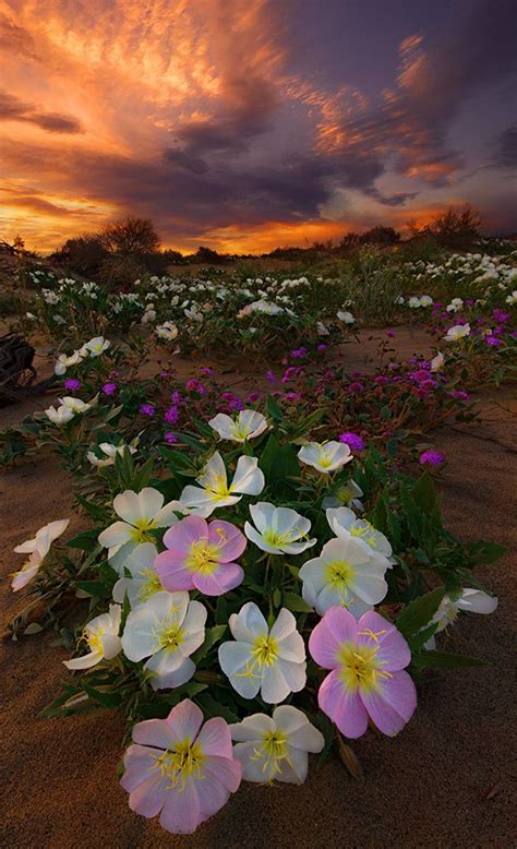 Guzide | Beautiful flowers, Desert flowers, Nature photography