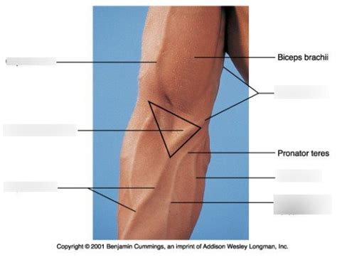 Clinical II Phlebotomy Diagram | Quizlet