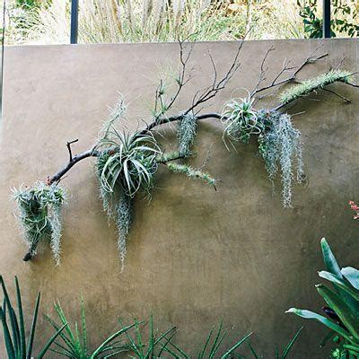 20 Collection of Air Plant Wall Art