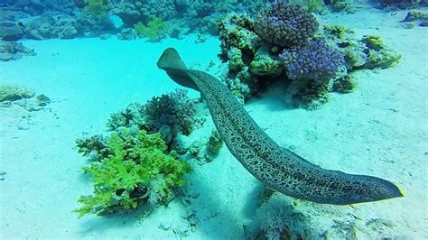 Swimming Giant Moray Eel,Red Sea,Egypt April 2018 - YouTube