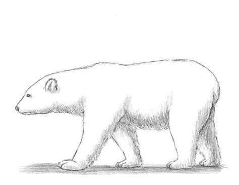 How to Draw a Polar Bear | Polar bear drawing, Bear drawing, Polar bear art