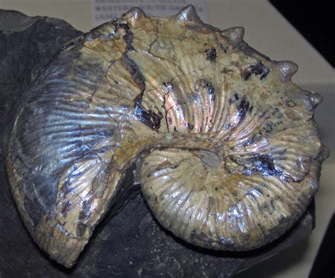 Diploscaphites sp. (fossil ammonite) (Fox Hills Formation,… | Flickr