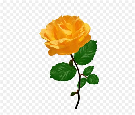 Yellow Rose Clipart Clipart Bay