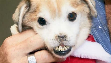 Meet Sniffles: Noseless snorting dog with crooked teeth rescued from ...