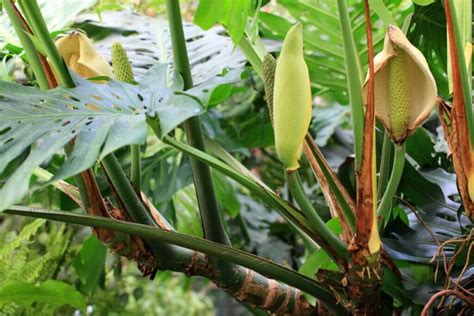 What Does Monstera Fruit Taste Like? - Petal Republic