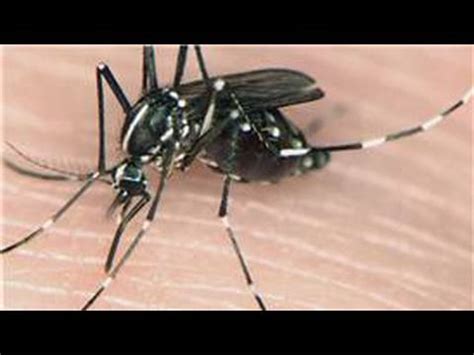 Mosquito Information : Different Types of Mosquitoes - YouTube