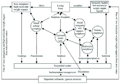 Speciation of metal ions in seawater and the main controlling... | Download Scientific Diagram