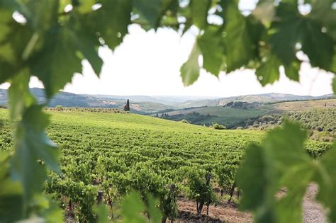 Chianti Wine Tour From Florence: Triphobo