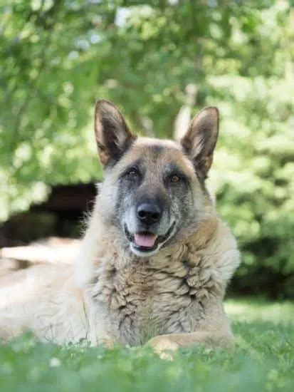 German Shepherd Hip Dysplasia: Prevention, Signs, Diagnosis