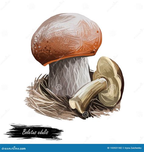 Boletis Edulis, Penny Bun, Cep Porcino or Porcini Mushroom Digital Art ...