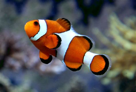 Nemo . Ocellaris Clownfish . Kelly Tarlton's Underwater Wo… | Flickr