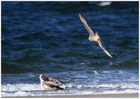 Peregrine Falcon Hunting | Peregrine Falcon hunting Sandy Ho… | Flickr