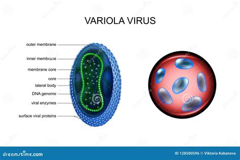 Variola, smallpox virus, stock vector. Illustration of cell - 128500596