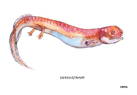 Crassigyrinus - one of the first amphibians, appearing 345 million years ago (ink & watercolour ...