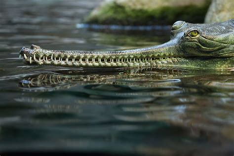 The Population Of Gharial: Important Facts And Figures - WorldAtlas