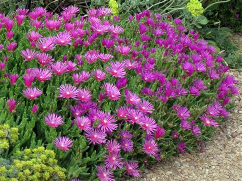 How to Grow and Care for a Purple Ice Plant (Delosperma cooperi) | World of Succulents