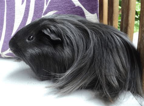 Characteristics Peruvian Guinea Pig Care Guide and Daily Grooming - Cabrito