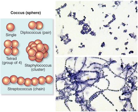 Coccus (sphere) Diagram | Quizlet