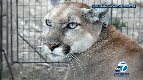 Young mountain lion that survived Woolsey Fire appears healthy ...