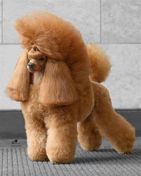 Pin by Anthony Saragih on Great Dog Pics | Poodle haircut, Poodle puppy, Poodle dog