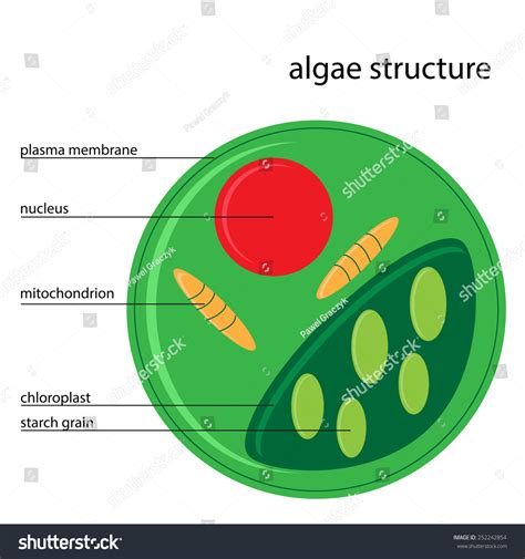 648 Algae Cell Stock Vectors, Images & Vector Art | Shutterstock