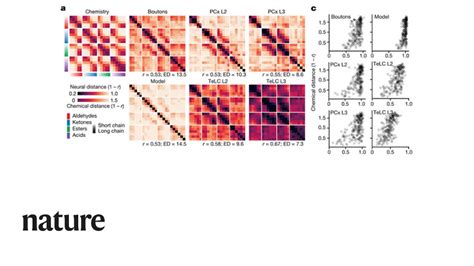 A study published in Nature shows that both the piriform cortex and its ...