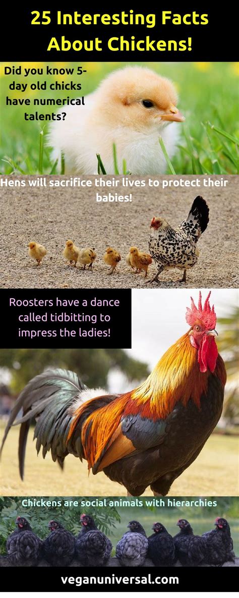 25 Facts about Chickens (Roosters, Hens, and Chicks!) | Vegan Universal | Chickens, Raising meat ...