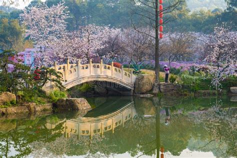 Spring Scenery of East Lake Cherry Blossom Garden in Wuhan, Hubei ...