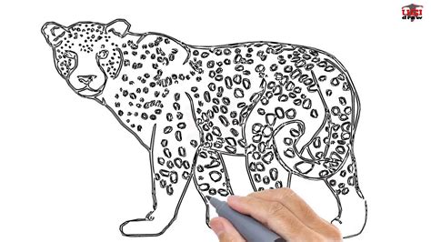 How to Draw a Leopard Easy Step By Step Drawing Tutorials for Kids ...