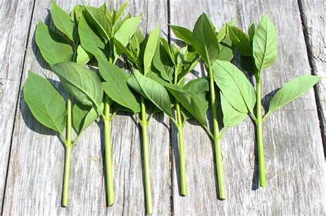 How to Propagate Forsythia - The Creek Line House