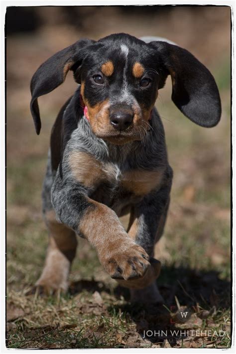 10 best Bluetick Coonhound Dogs images on Pinterest | Bluetick ...