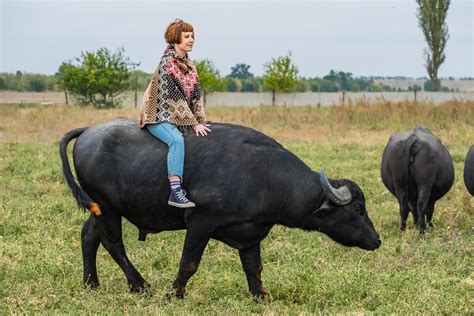 Young woman dressed in a poncho ride on big water buffalo 7666369 Stock ...