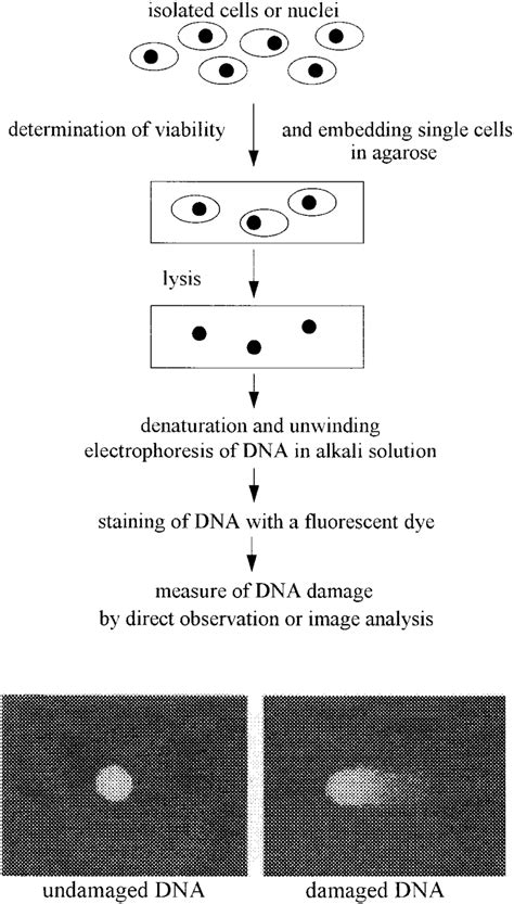 Procedure of the Comet assay [Singh et al., 1988]. | Download ...