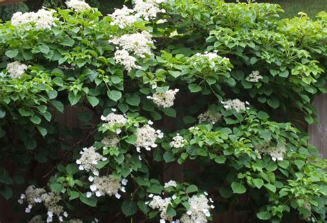 Hydrangea petiolaris – Botanically Inclined – Seed Adventures