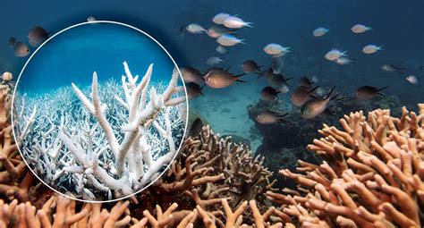 Coral bleaching is killing the Great Barrier Reef - here's how