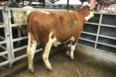 In Pictures: super cattle trade at Clogher Mart - Premium