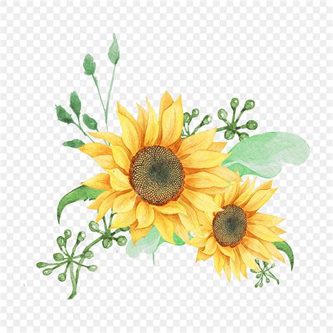 Hand Drawn Sunflower White Transparent, Yellow Sunflower Border Hand Drawn Watercolor ...