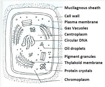 Algae| Cell structure| Prokaryotic and Eukaryotic| Nucleus| Defferences