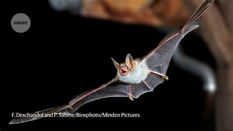 Bats buzz like hornets to scare off owl predators