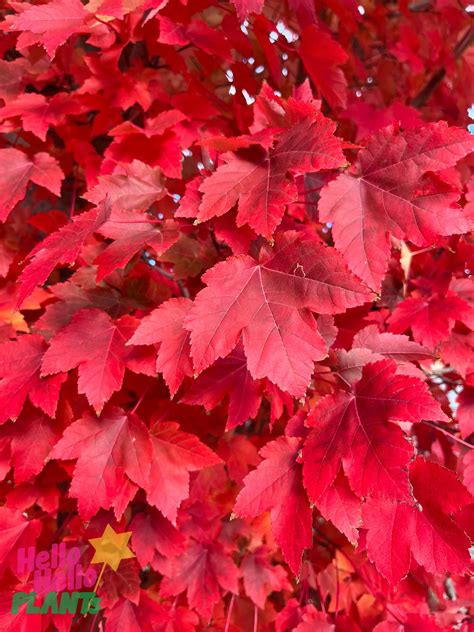 Acer 'Autumn Red/October Glory' Maple - Hello Hello Plants