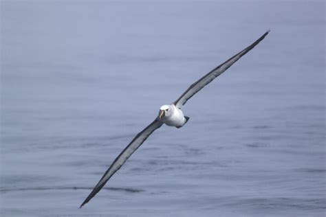 Albatrosses: Inspiring Legends & Myths - BirdLife International