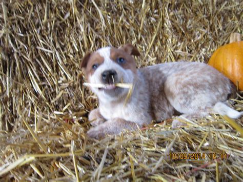 tasty straw! red heeler pup | Heeler puppies, Australian cattle dog, Cattle dogs rule