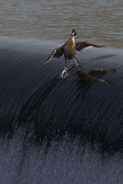 Picture of the Day: Coolest. Duck. Ever. » TwistedSifter