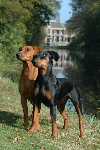 German Pinscher Colors