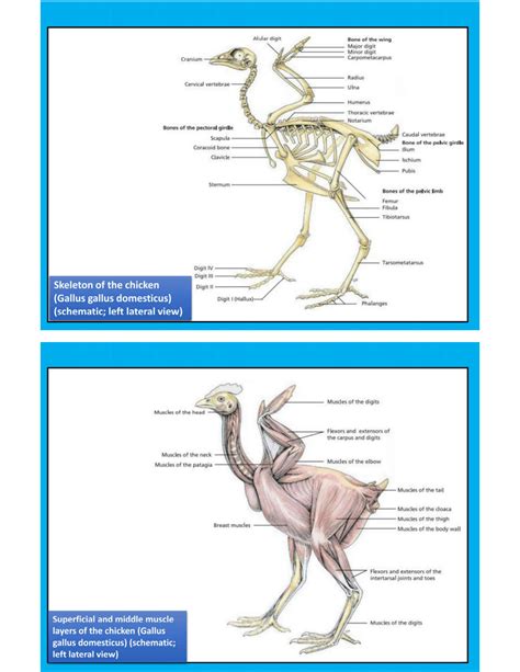 SOLUTION: Fowl anatomy - Studypool