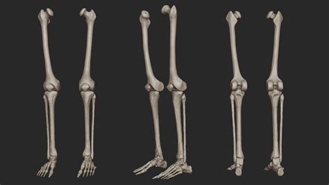 Human Skeletal Leg Bones High Poly 3D model | CGTrader