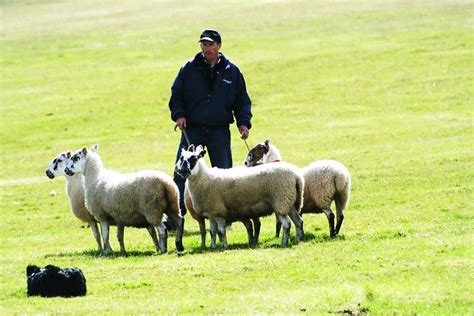 Sheep dog trials take place throughout the summer months in Scotland.